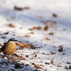 Kleiber im Schnee