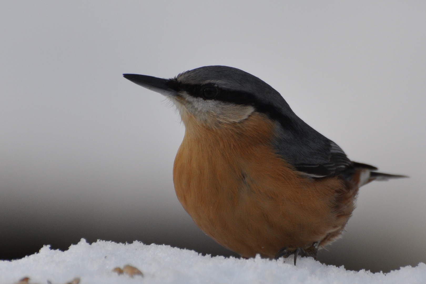 Kleiber im Schnee