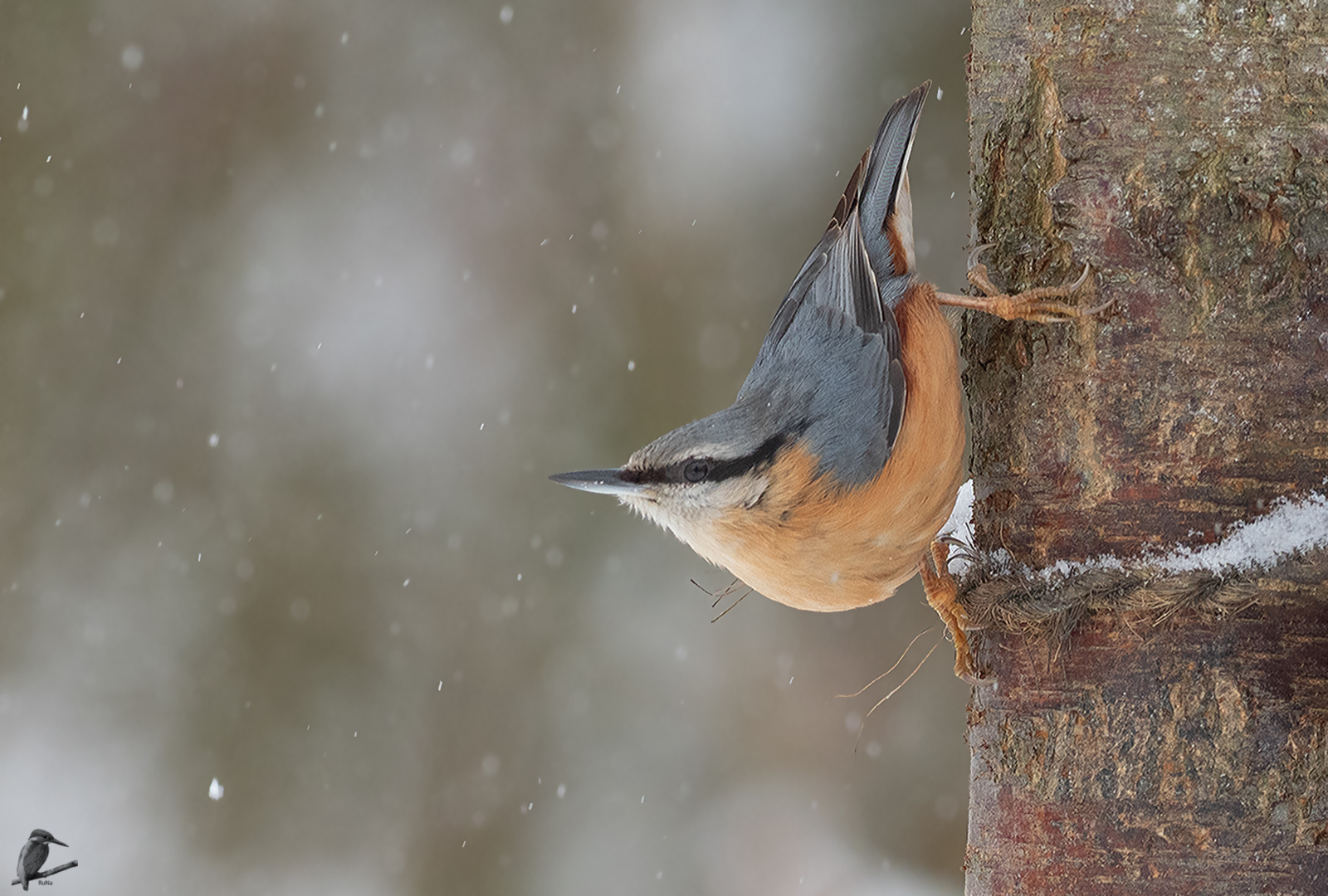 Kleiber im Schneetreiben