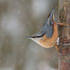 Kleiber im Schneetreiben