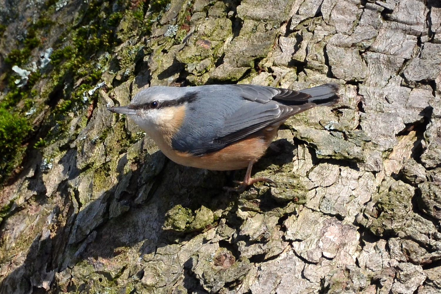 Kleiber im Vorfrühling