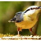 Kleiber im Wald