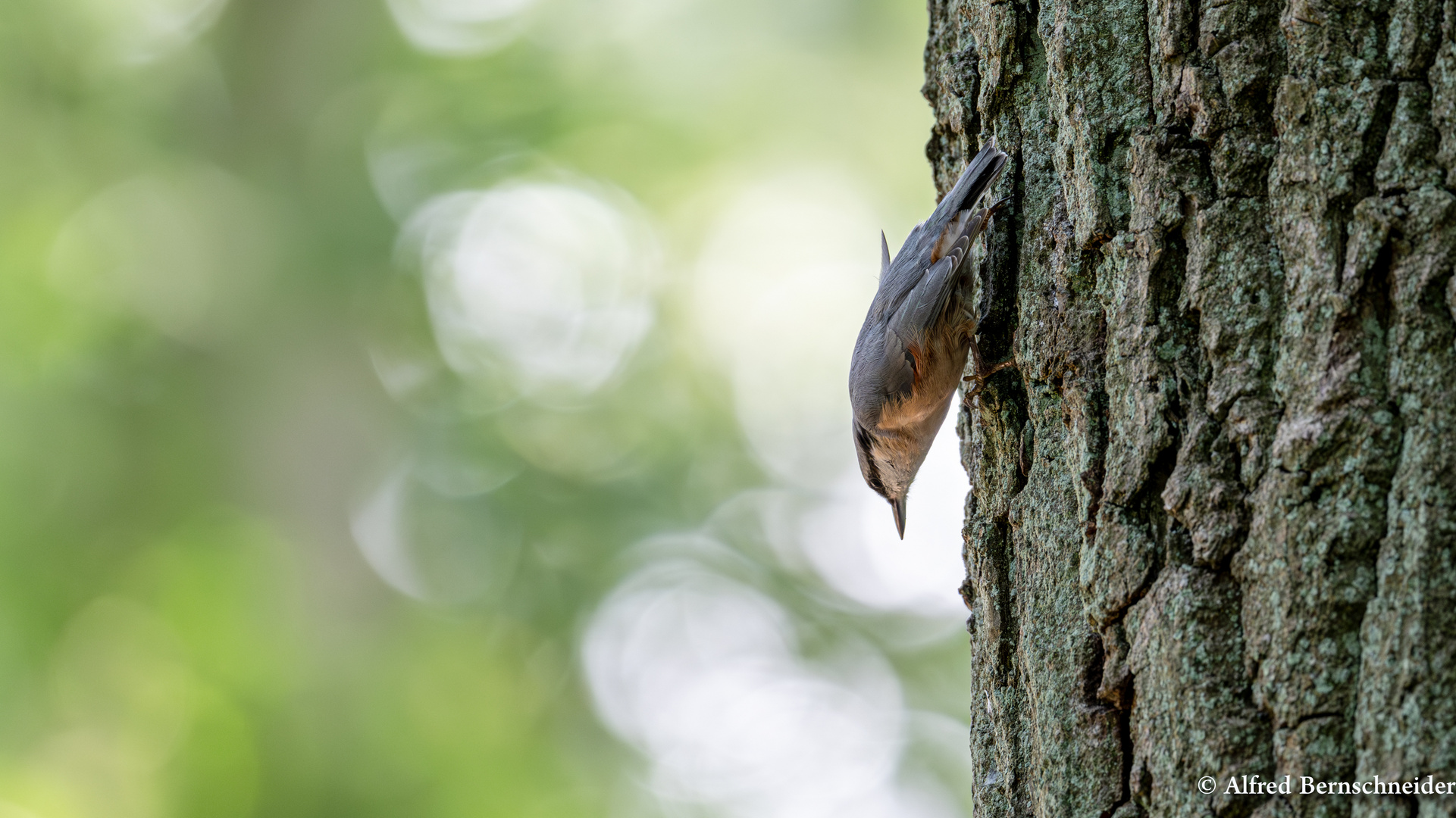 Kleiber im Wald bei Lüneburg