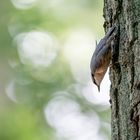 Kleiber im Wald bei Lüneburg