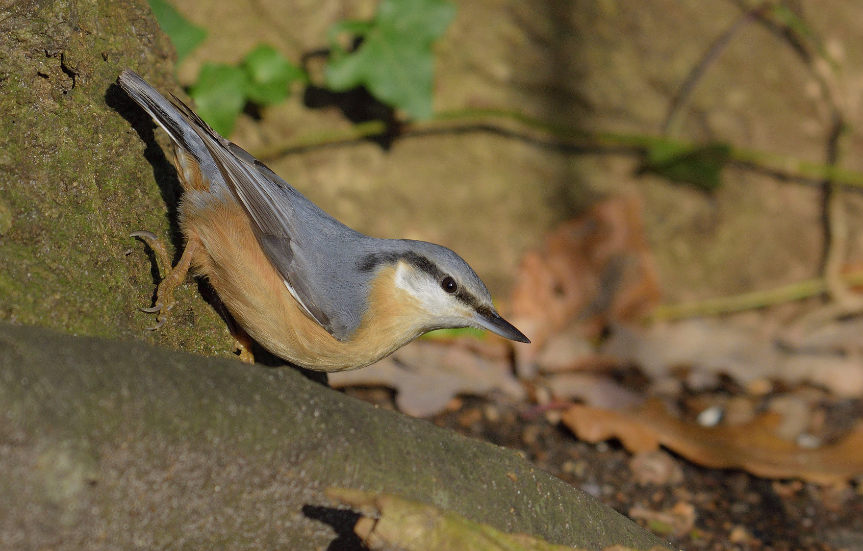 Kleiber im Wald...