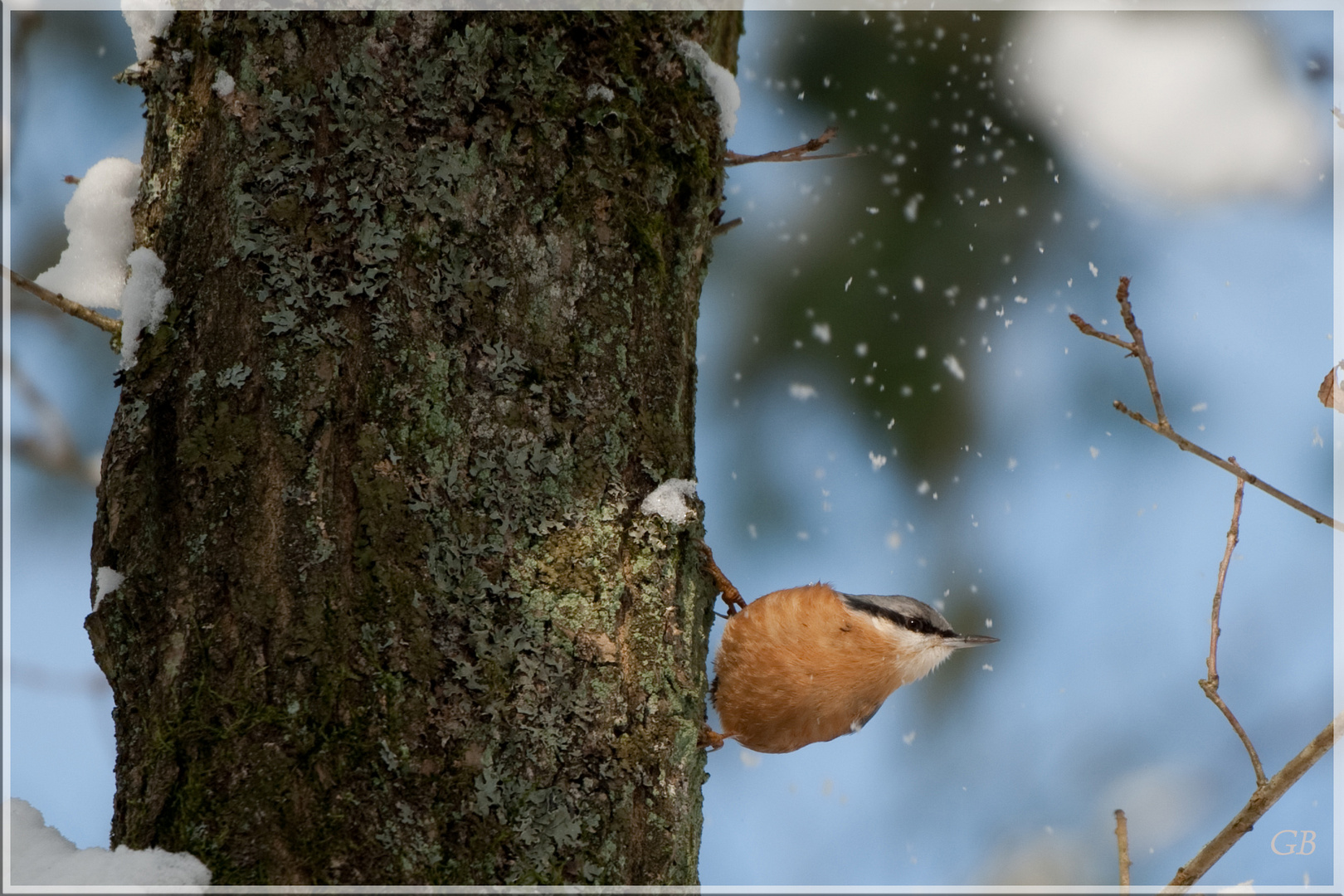 Kleiber im Winter