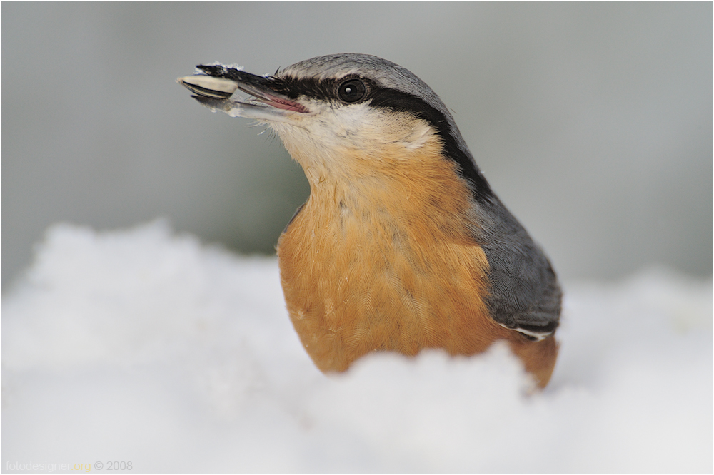 « Kleiber im Winter - mittig »