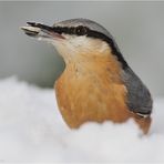 « Kleiber im Winter - mittig »