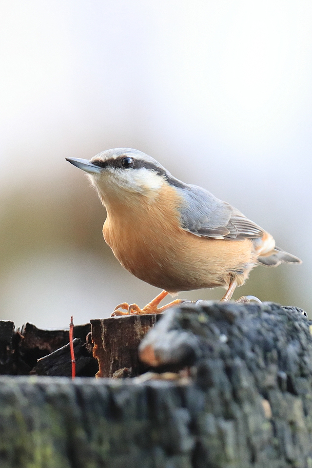 Kleiber im Winter - Sittidae