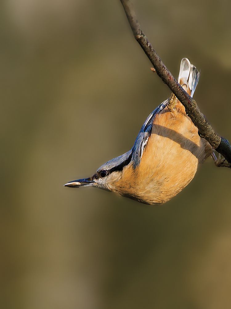 Kleiber im Wintersonnenschein