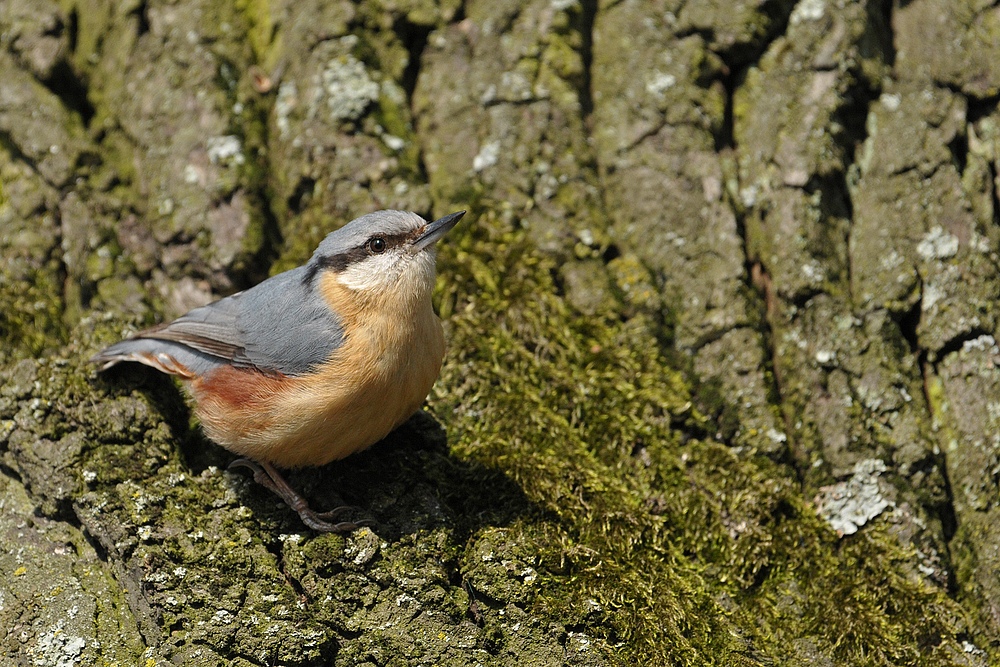 Kleiber: Immer aufmerksam