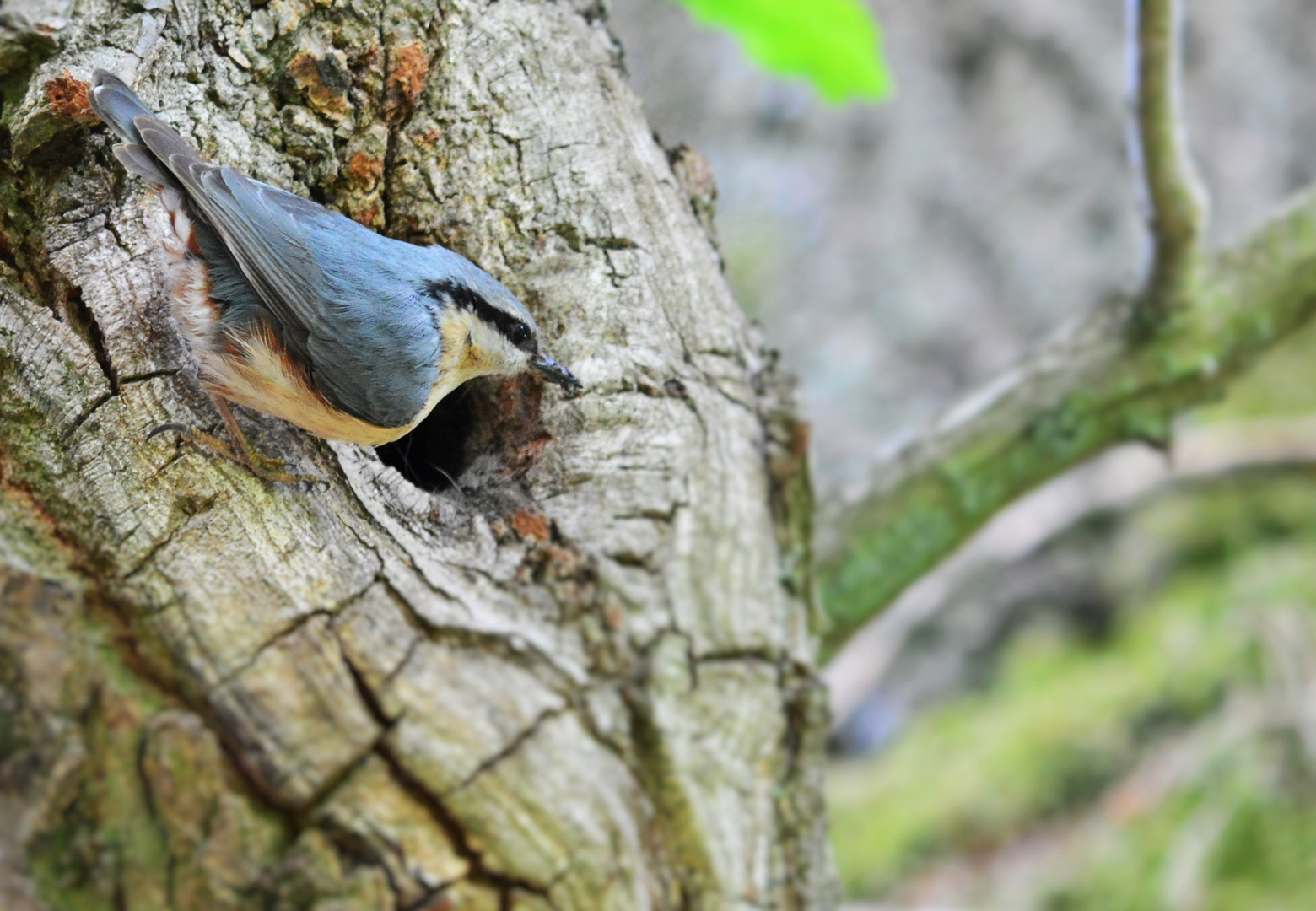 Kleiber in Brandenburg am Nest