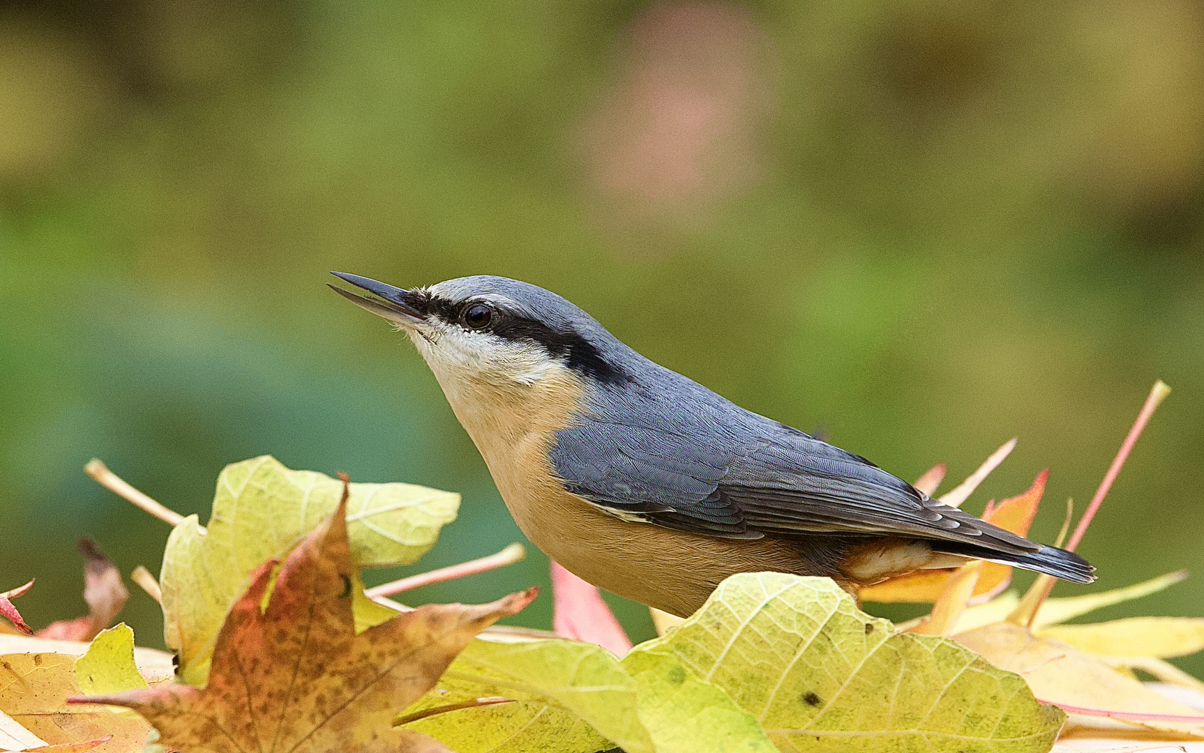 Kleiber in den Herbstfarben