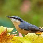 Kleiber in den Herbstfarben