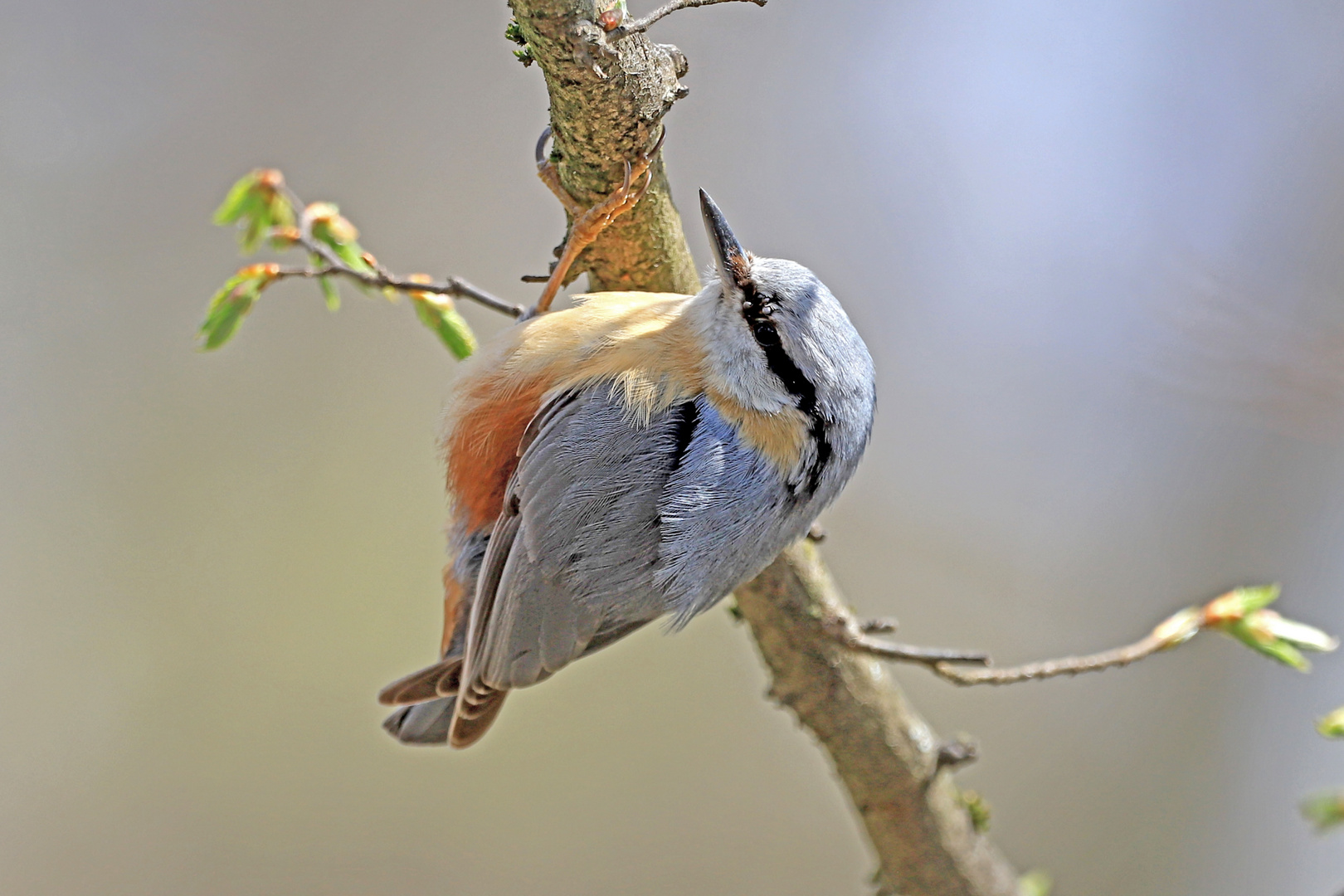 Kleiber in der Frühlingssonne