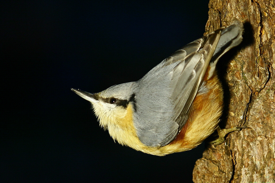 Kleiber in der Morgensonne