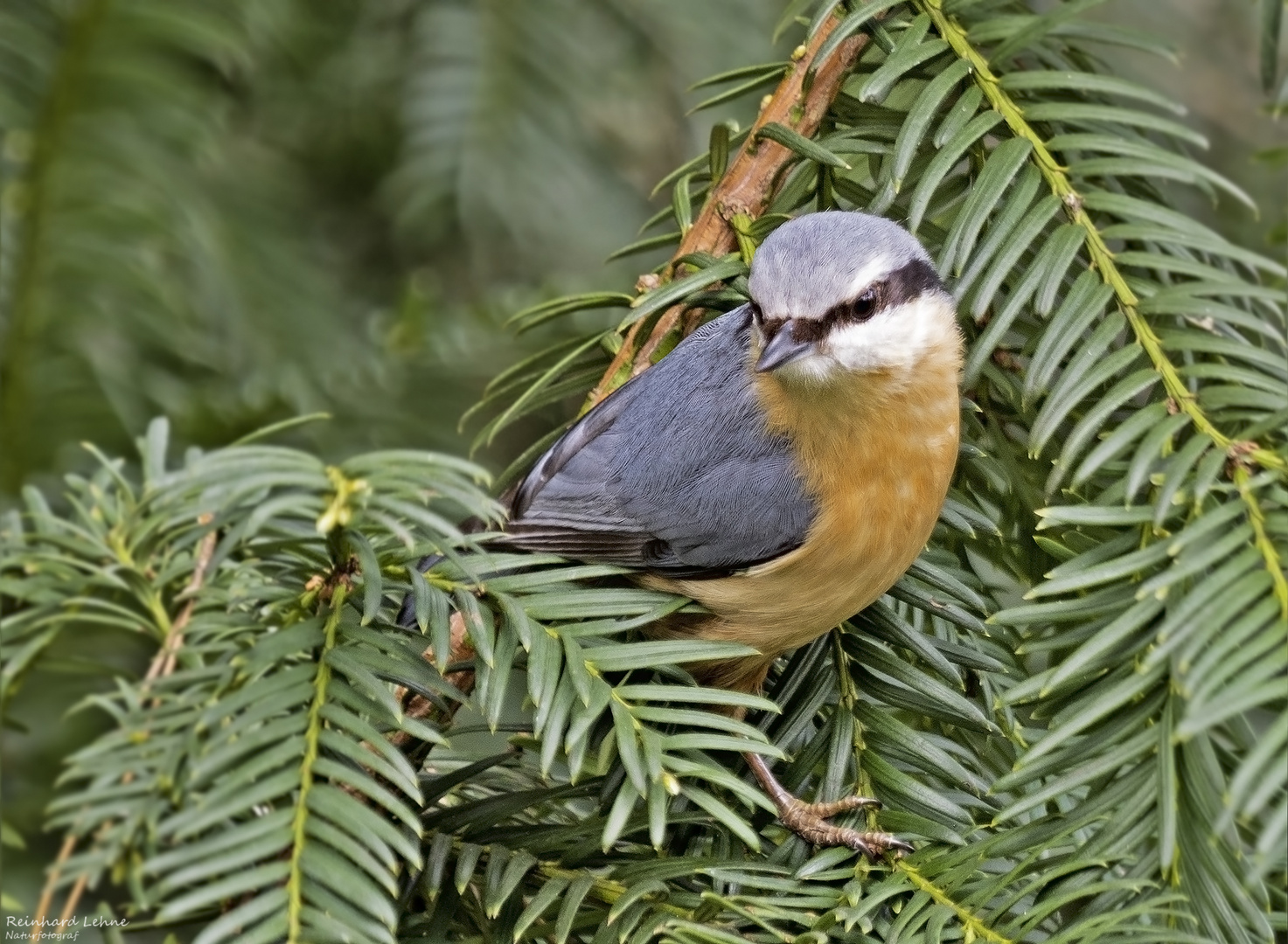   Kleiber in der Tanne