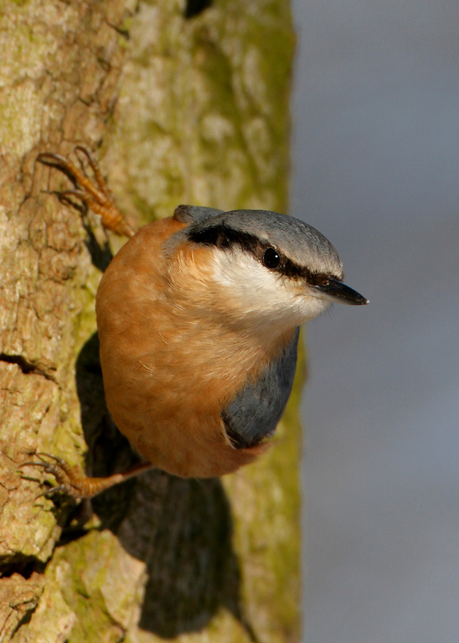 Kleiber in der Wintersonne