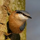 Kleiber in der Wintersonne