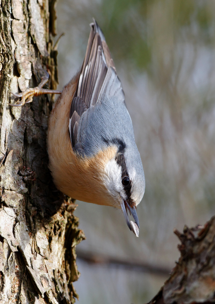 Kleiber in der Wintersonne