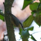 Kleiber in meinem Fliederbaum