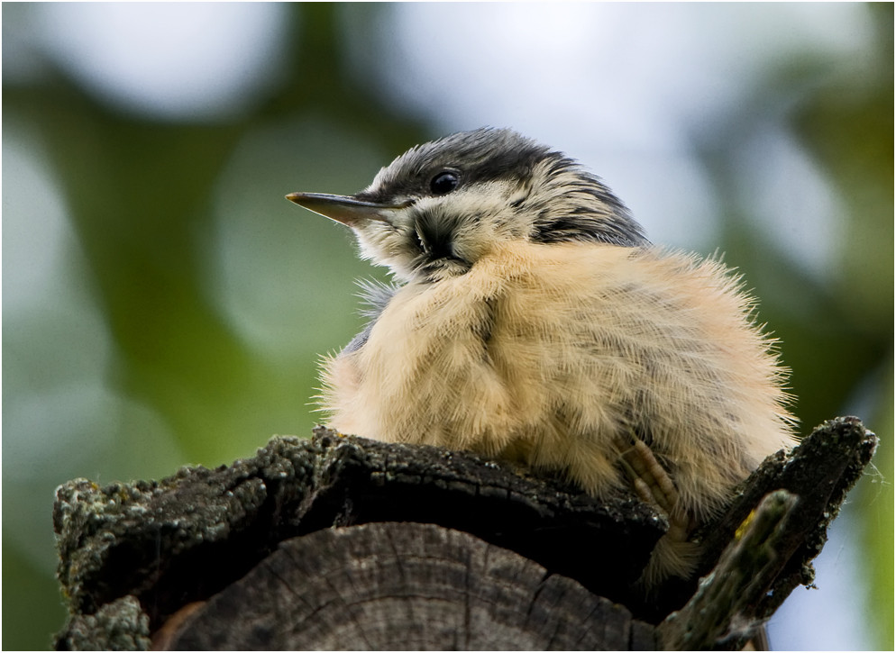 Kleiber (Jungvogel)