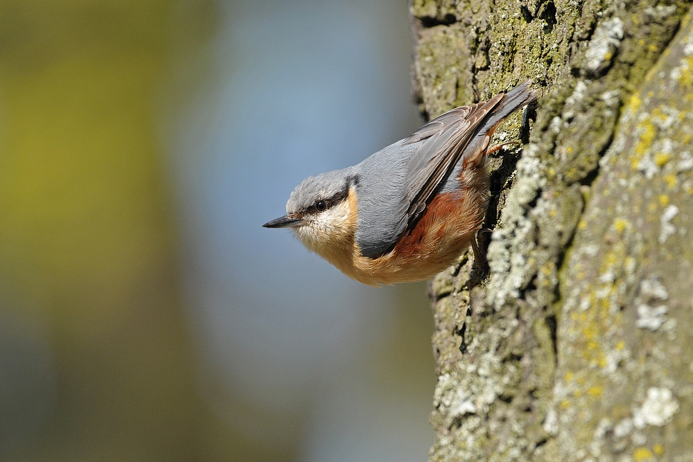 Kleiber: Mit dem Kopf voran den Baum hinunter