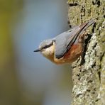 Kleiber: Mit dem Kopf voran den Baum hinunter