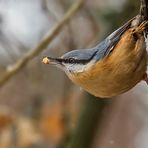 Kleiber mit Irgendwas aus dem Baum