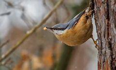 Kleiber mit Irgendwas aus dem Baum