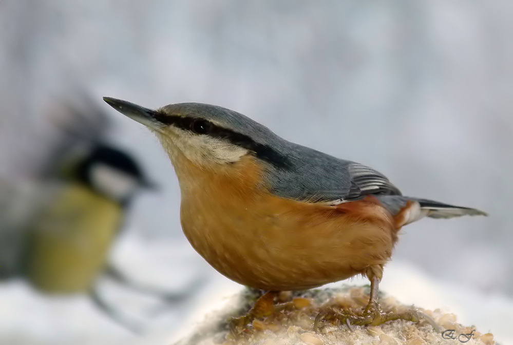 Kleiber mit Kohlmeise im Anflug