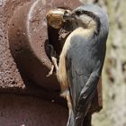 Kleiber mit Schnecke