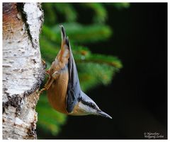 --- Kleiber Nr. 1 --- ( Sitta europaea )