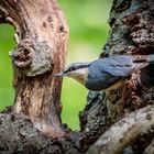 Kleiber / Nuthatch 