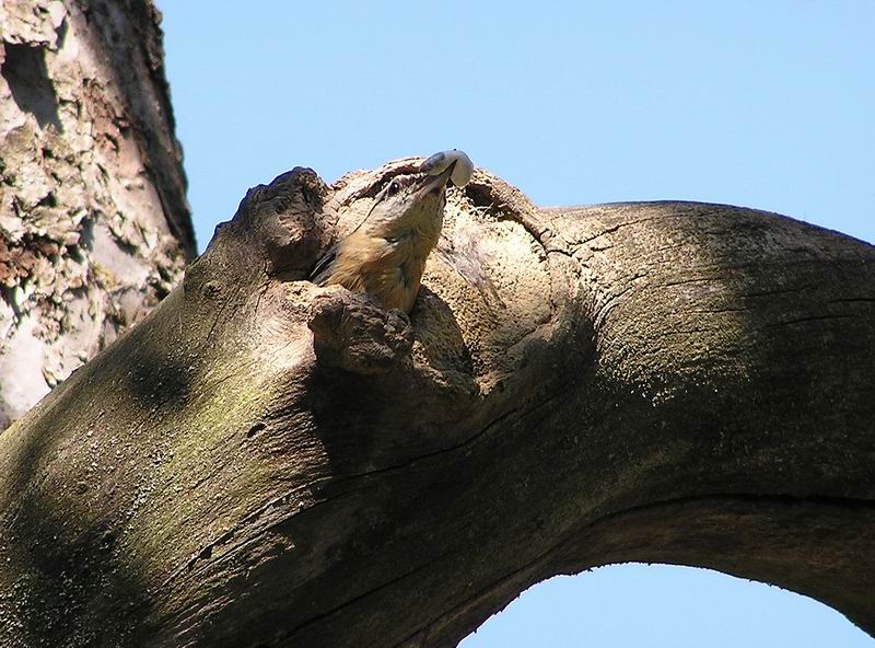 Kleiber (seltener Vogel) beim Ausmisten