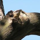 Kleiber (seltener Vogel) beim Ausmisten