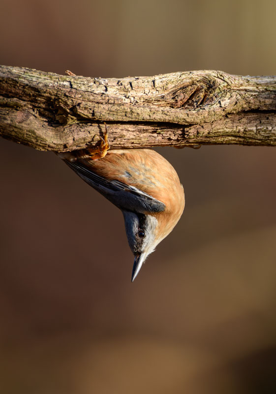 Kleiber - Sitta europaea