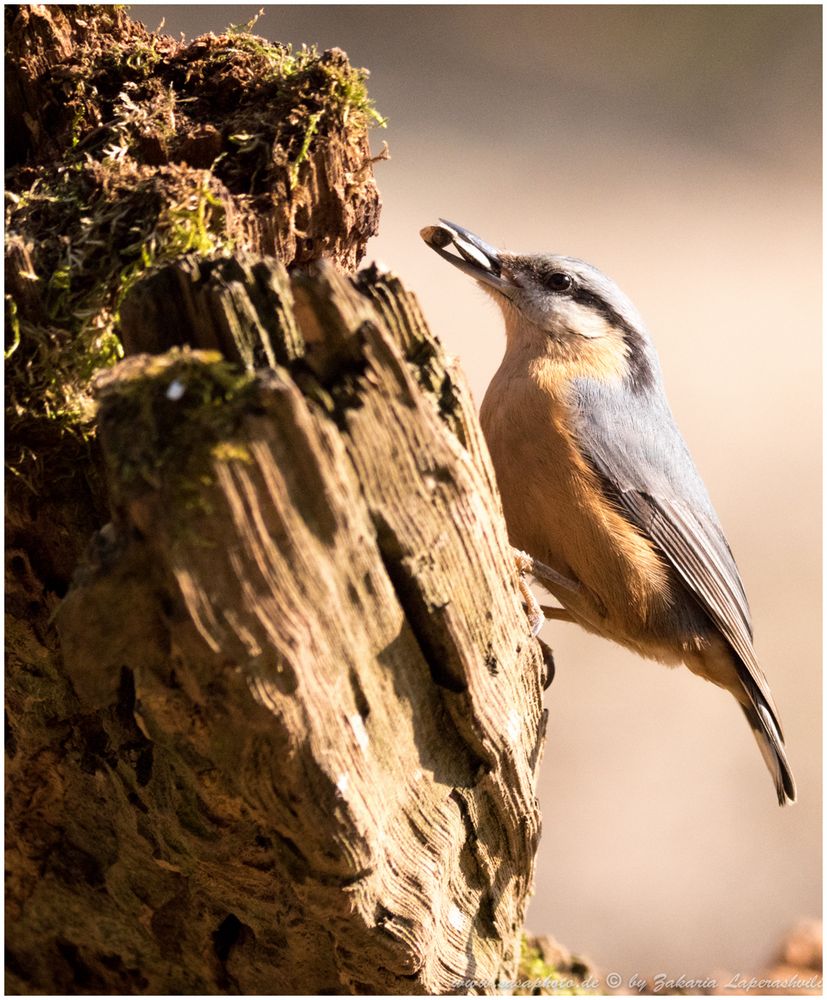 Kleiber (Sitta europaea)