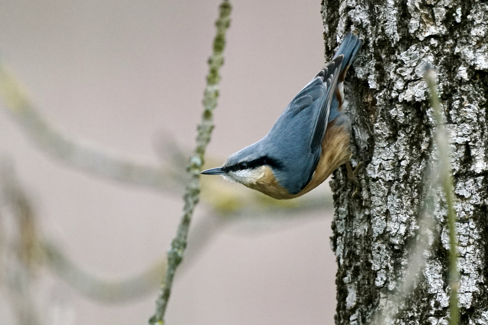 Kleiber (Sitta europaea)