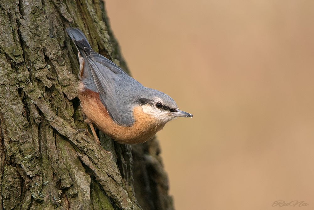 Kleiber - Sitta europaea