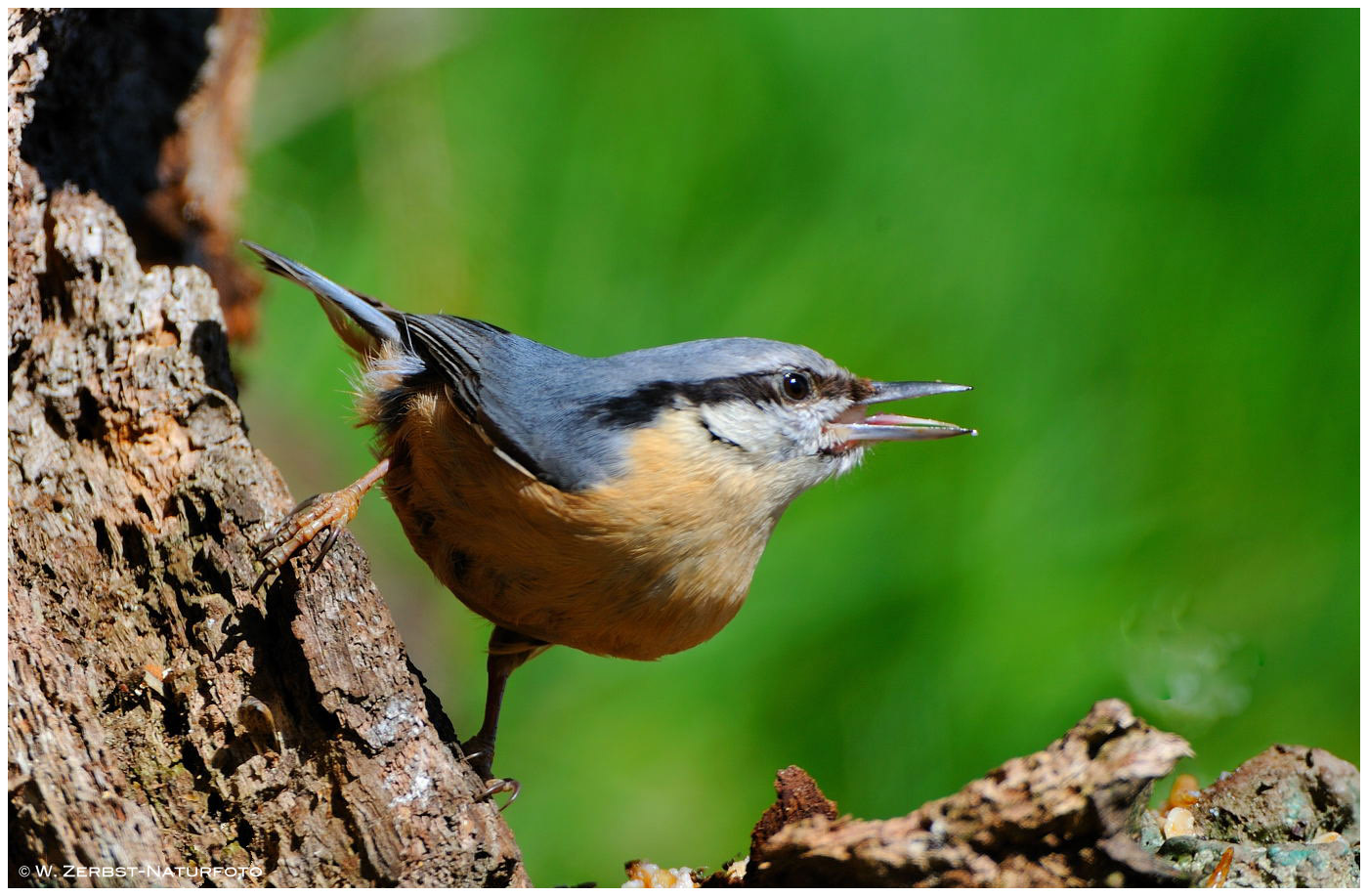 --- Kleiber --- ( Sitta europaea )