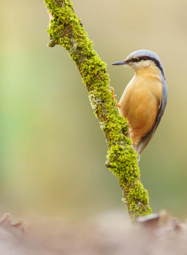 Kleiber (Sitta europaea)