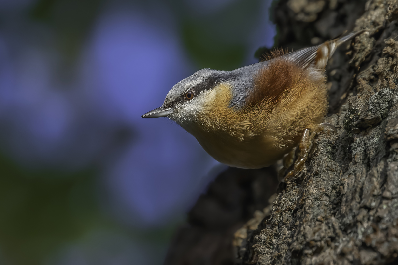 Kleiber (Sitta europaea)