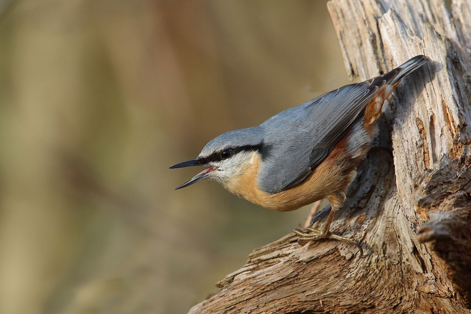 Kleiber  (Sitta europaea)