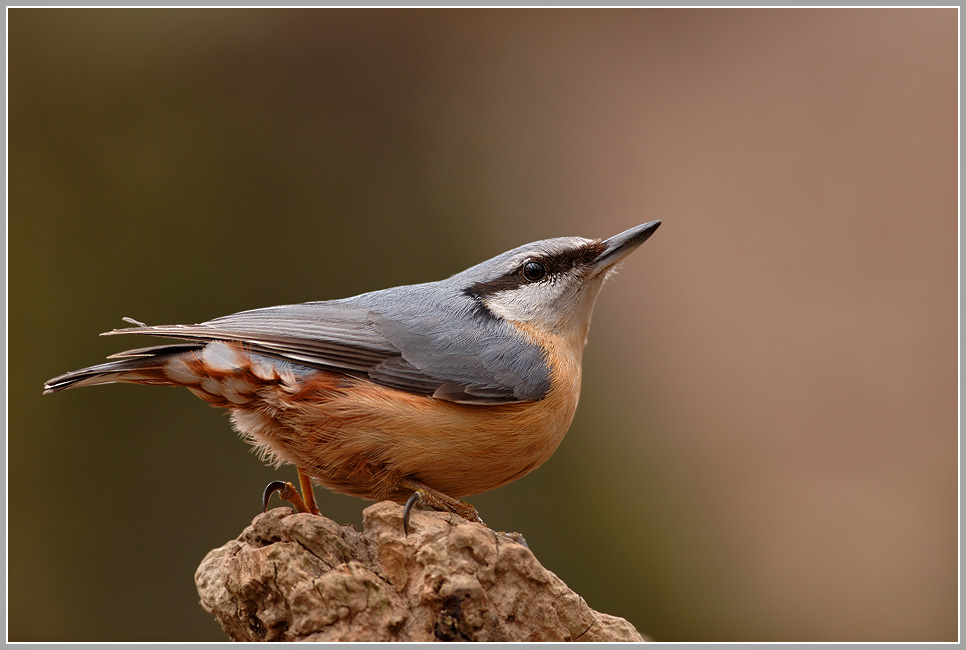 Kleiber (Sitta europaea)