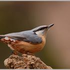 Kleiber (Sitta europaea)