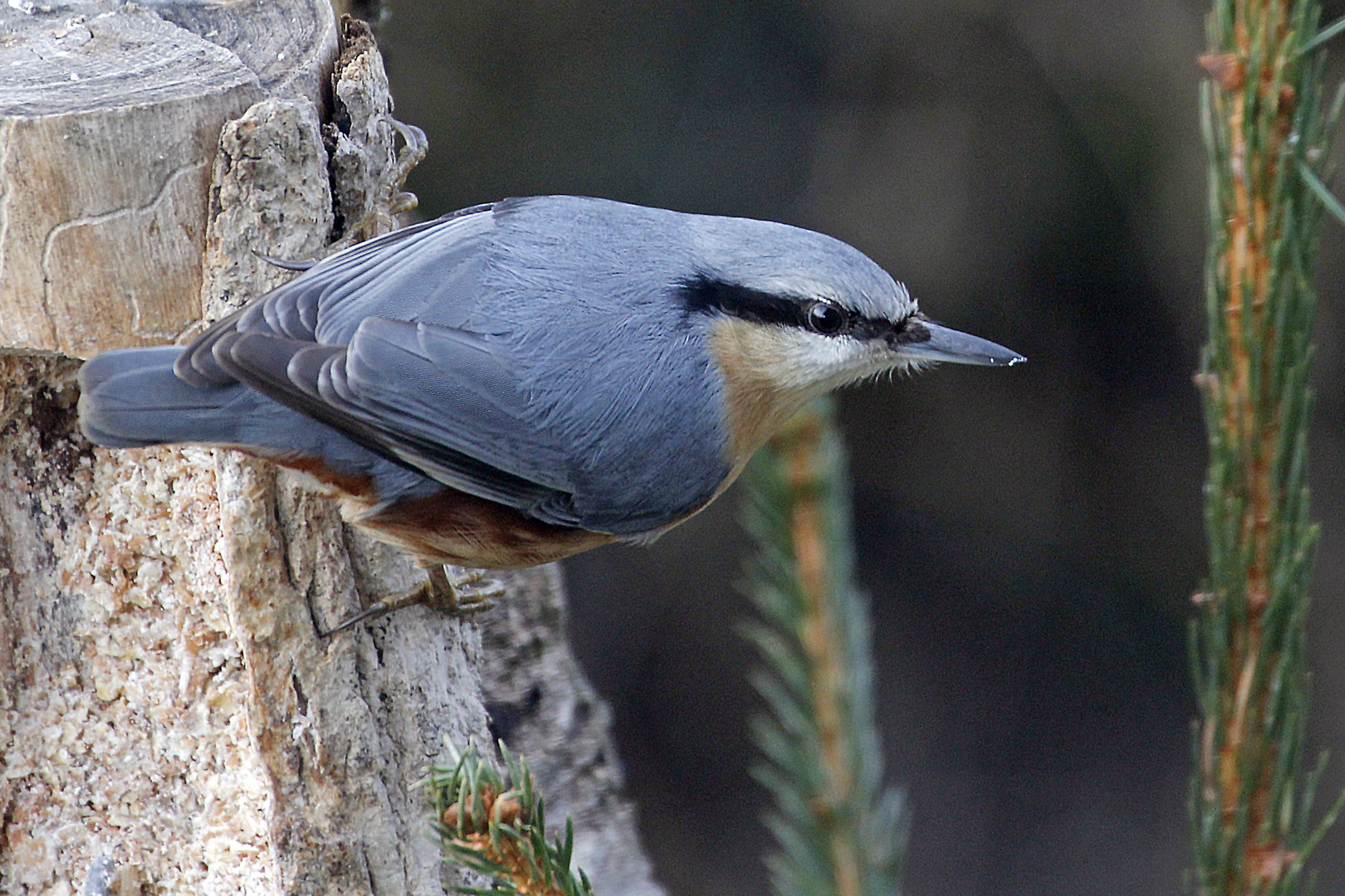 Kleiber (Sitta europaea)