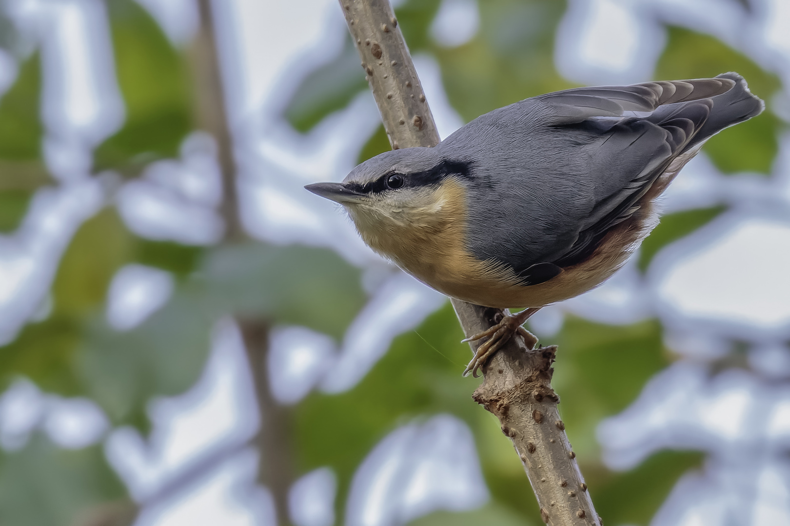 Kleiber (Sitta europaea)