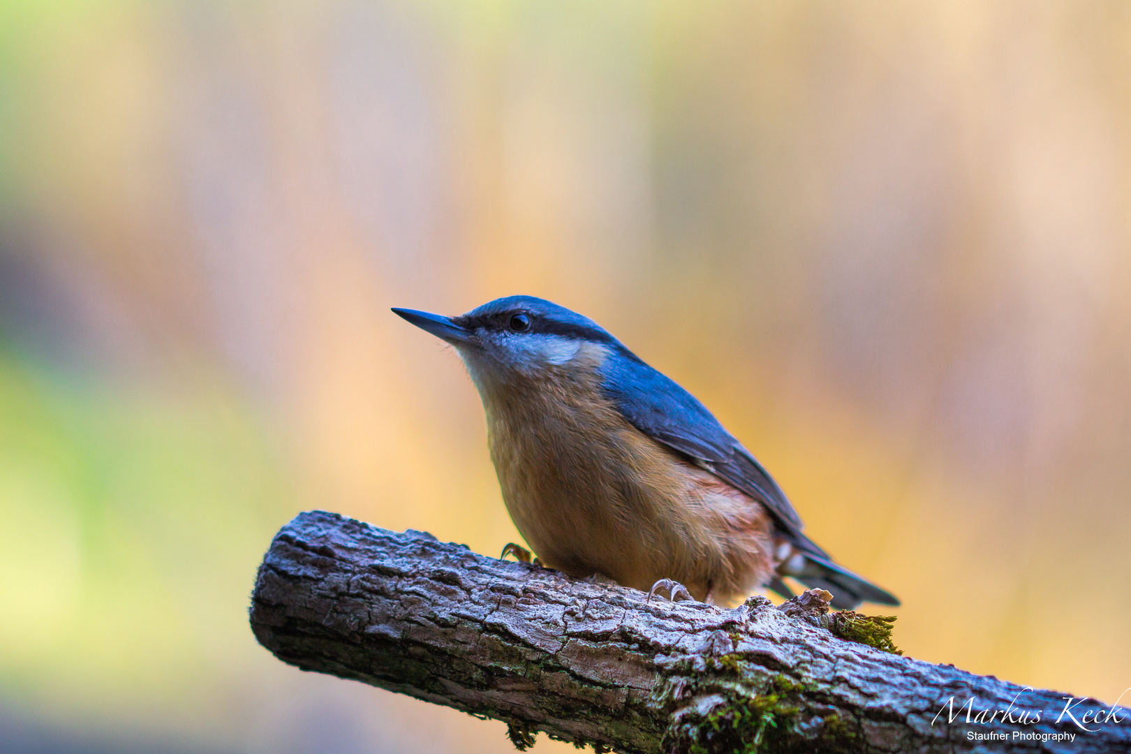 Kleiber - Sitta europaea