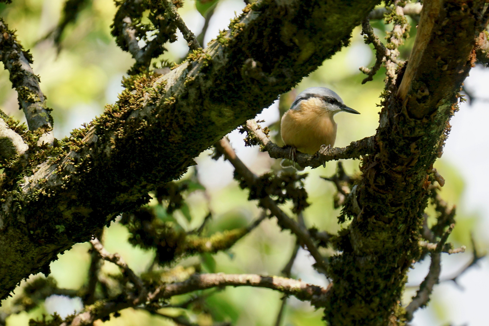 Kleiber (Sitta europaea)